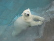 Ours polaire