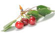 cerises