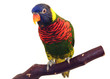 bright colorful parrot on branch bright colorful parrot on branch