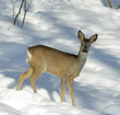 Roe deer Roe deer