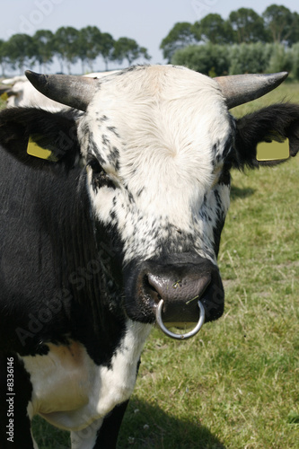 Photo: Bull with snout ring Bull with snout ring