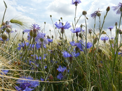 Photo: Kornblumen am Wegesrand Kornblumen am Wegesrand