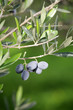 Olive Garden - olive branch (shallow DoF)