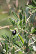 Olive Garden - single black olive on a branch (shallow DoF)