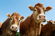 portrait of cows