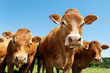 herd of cows