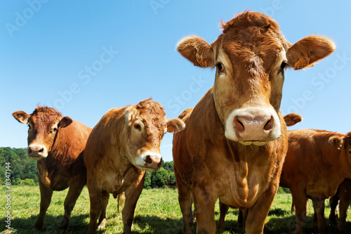 Foto: portrait of cows portrait of cows