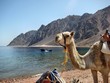 Kamel beim roten Meer