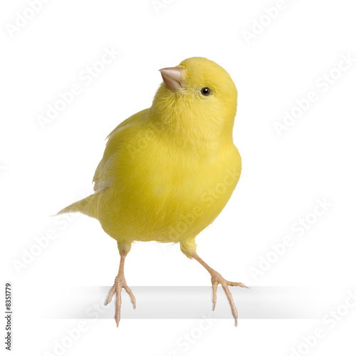 Yellow canary - Serinus canaria on its perch