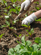 gardening