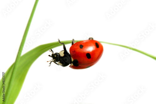 red ladybug