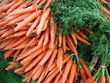 Botte de carottes