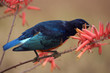 Feeding Greater Blue-Eared Glossy Startling