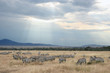 Herd of Zebra with Perfect Sun Rays Shining Down