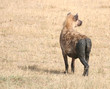 Hyena with Muddy Behind