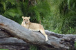 Female Lion Resting on Trunk in Serengeti