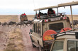 Safari Truck Watching Wildebeests Cross