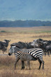 Baby Zebra with Mother and Wildebeests