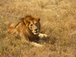 Lion Relaxing in the African Plains