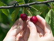 Harvesting cherry