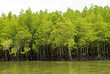 mangrove forest mangrove forest