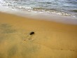 Plage de guyane