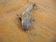 POISSON ECHOUE SUR LA PLAGE