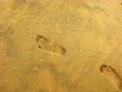 Traces de pas