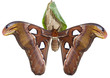moth