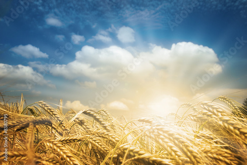 Golden Crop Fields Golden Crop Fields