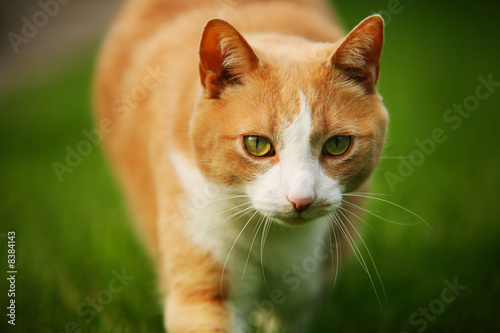 Photo: Orange tabby Orange tabby