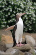 pingouin