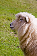 Sheep Profile Sheep Profile