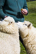 Sheep feeding Sheep feeding