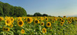 Champ de tournesols