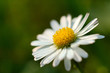 Marguerite 01