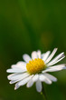 Fleur 02