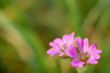 Fleur 04