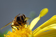abeille 03