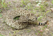 Western diamondback rattlesnake,narrow DOF Western diamondback rattlesnake,narrow DOF