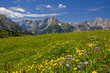 Bergwiese im Karwendel
