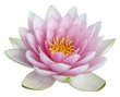 fleur de lotus sur fond blanc