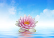 fleur de lotus et reflets