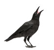 Young Carrion Crow - Corvus corone (3 months) Young Carrion Crow - Corvus corone (3 months)