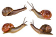 Four snails