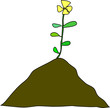 fleur épanouissement