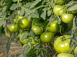 Tomates Vertes