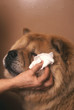 nettoyage Chow Chow