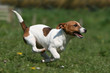 course Jack Russel terrier