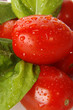Tomatoes Tomatoes